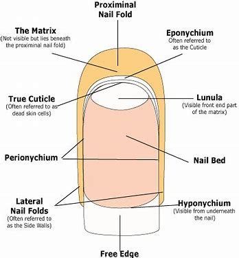 image result  nail diagram nail care diy nail care tips nail courses