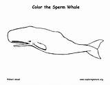 Coloring Sperm Whale sketch template