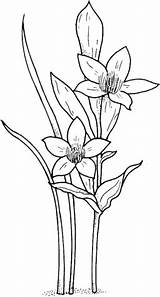 Coloring Narcissus Pages Daffodil Flowers Drawing Printable Color Jonquil Flower Paperwhite Colouring Supercoloring Drawings Floral Gif sketch template