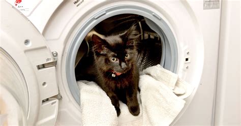 kitten stuck in washing machine for 20 minutes brought back to life by