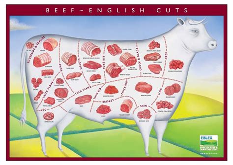 beef cuts diagram meat cuts chart meat cooking chart cooking meat