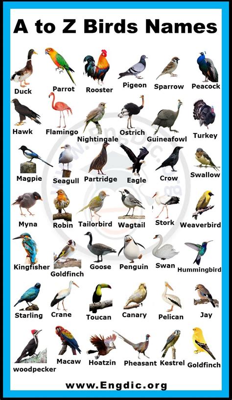 birds names list  pictures  english   engdic