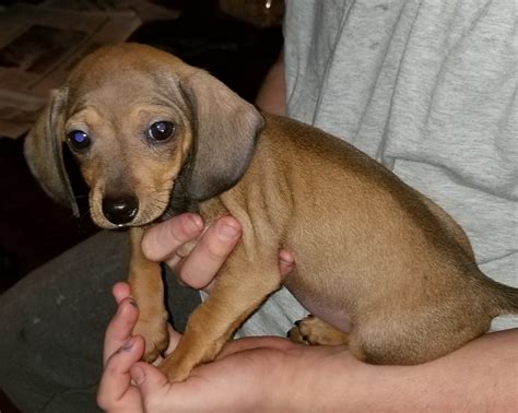 Chiweenie Puppies For Sale Magnolia Tx 263178