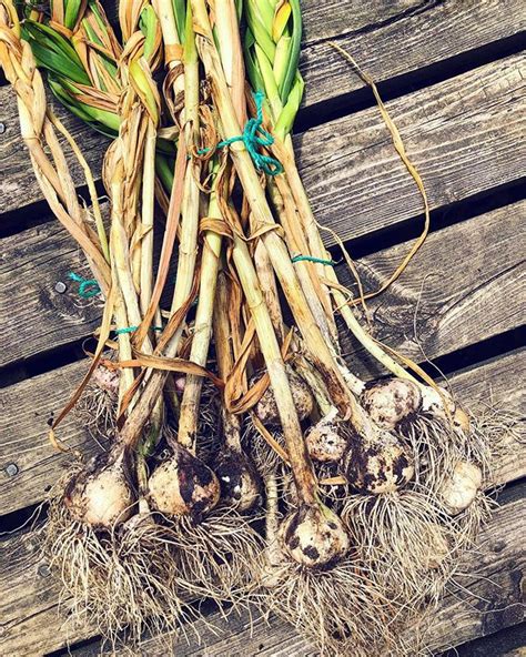 Ig Garlic And The Harvest Of The Fall 2017 Planted Garlic