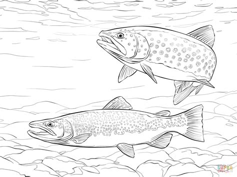 brook trout sketches sketch coloring page