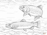 Trout Coloring Pages Fish Rainbow Brown Printable Drawings Drawing Adult Brook Supercoloring Saltwater Colouring Fishing Color Book Wonderfully Books Kids sketch template