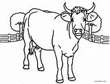 Cow Coloring Pages Kids Printable Face Baby Head Cool2bkids Cows Adults Getcolorings Getdrawings Sheets Print Farm Color Colorings Cute Choose sketch template