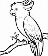 Drawing Cockatoo Easy Cockatoos Parrot Assembly Coloring Print Drawings Getdrawings Paintingvalley sketch template