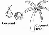 Coconut Printablefreecoloring Printable sketch template