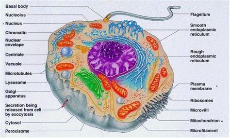 eukaryotic cell structure  level biology student