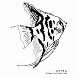 Angelfish Coloring Fish Freshwater Pages Color Printable Own sketch template