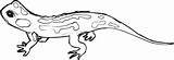 Lizard Spotted Salamander sketch template