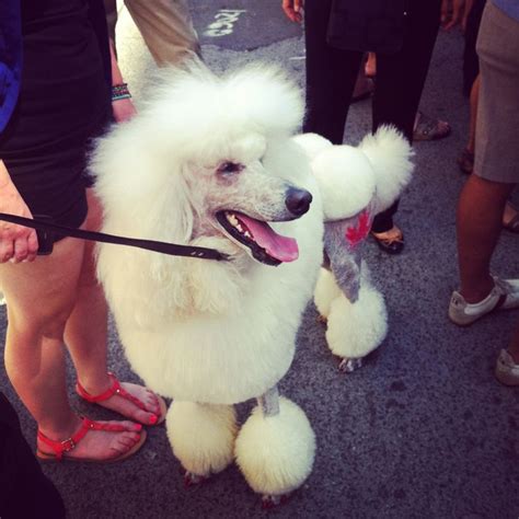 1000 images about darling poodles on pinterest