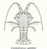 Drawing Crawfish Crab Paintingvalley Prawns sketch template