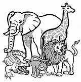 Animals Clipart Jungle Clip Wild African Library Colouring Pages sketch template