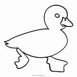 Ente Pato Duckling Desenho Ultracoloringpages sketch template