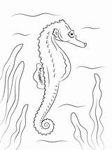 Seahorse Coloring Konik Morski Seepferdchen Zeepaardje Kolorowanka Kolorowanki Supercoloring Ausmalbild Sea Ausdrucken Kleurplaten Kleurplaat Druku Kostenlos Konika Wygląda Seahorses sketch template