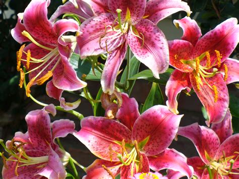 interesting facts  stargazer lilies flower press