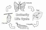 Cycle Life Butterfly Coloring Printable Stages Butterflies Tell Show Pages Kids Green Worksheet Caterpillar Lifecycle Cycles Writer Diagram Into Writing sketch template