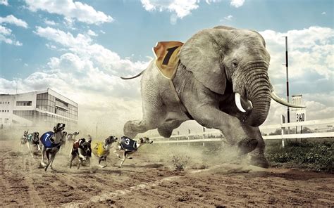 dogs  elephant racing photo manipulation hd wallpaper hd nature