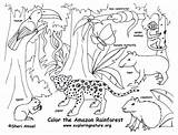 Coloring Pages Rainforest Printable Forest Animals Kids Popular Rain sketch template