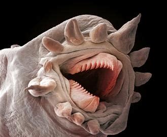 What sex is a worm