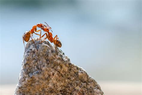 foto  semut berkembang biak