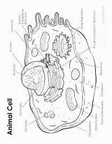 Animale Cellula Scienze Alfabeto Lezioni Attività sketch template