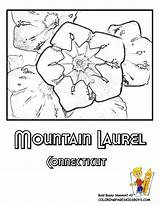 Coloring Flower Connecticut Pages State Mountain Laurel Oklahoma Flag Usa Color Getcolorings Sheet Sheets Choose Board Print sketch template