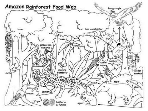 amazon rain forest food web coloring activity page