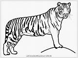 Harimau Mewarnai Singa Binatang Kolase Hewan Pensil Kampung Melayu Warnai Terbaru Negeri Mewarnaigambar Lembar Daun Realisticcoloringpages Titan sketch template