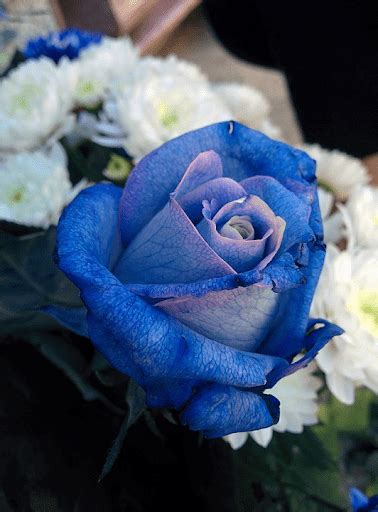 Azure Is The New Black Creating A Blue Rose Athens Science Observer