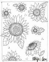 Sunflowers Colouring Skiptomylou Getdrawings Sheet Tsgos sketch template