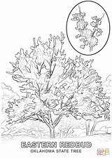 Oklahoma Coloring State Tree Pages Stem Printable Flower Color Pete Pistol Promising Supercoloring Version Drawing Compatible Colorings Getdrawings Getcolorings Animals sketch template