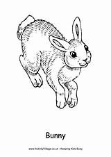 Bunny Colouring Pages Coloring Rabbit Realistic Rabbits Printable Easter Print Hopping Getcolorings Color Animals Activityvillage Fun Village Activity Explore sketch template