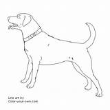 Labrador Coloring Retriever Pages Lab Dog Color Drawing Yellow Line Drawings Printable Own Puppy Getdrawings Designlooter Print Kids Collar Getcolorings sketch template