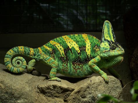 chameleon info facts     wildlife