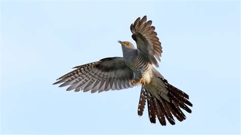 playlist  classical composers   cuckoo  cuckoos wfmt