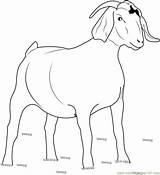 Goat Coloring Golddigger Pages Coloringpages101 sketch template