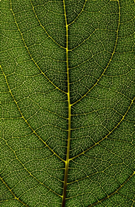 leaf texture pictures   images  unsplash