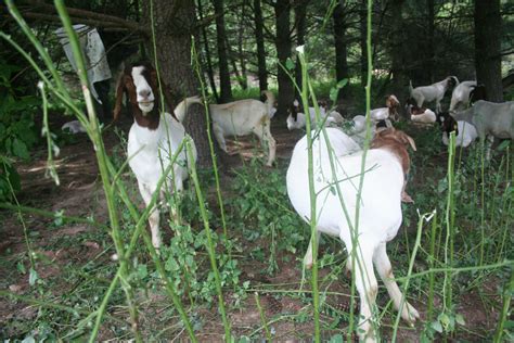 goats as invasive species control modern farmer