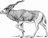 Addax Antelope I2clipart Onlinelabels Slovenia Openclipart 8fe8 4vector sketch template
