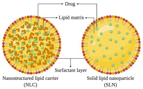 schematic representation    morphology  lipid