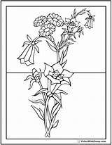 Coloring Pages Flower Flowers Bouquet Pdf Roadside Colorwithfuzzy Print Bright sketch template