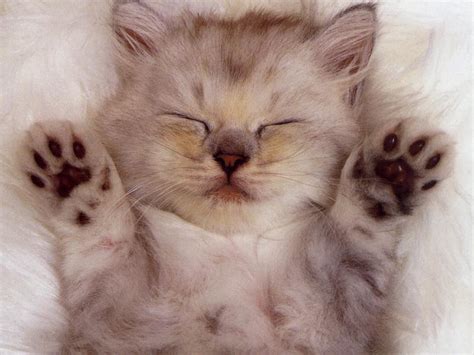 cute kitten kittens photo  fanpop
