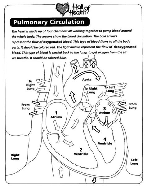 human anatomy coloring pages professional development pinterest