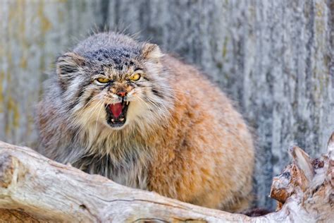 images  angry animals animals angry  wallpaper