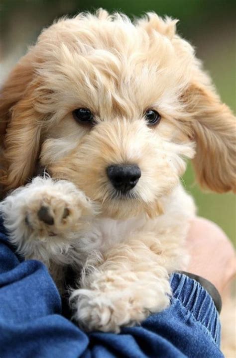 What Does A Cockapoo Look Like [25 Examples] The Doodle Guide