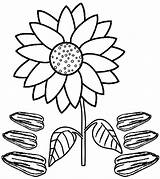 Sunflower Color Drawing Coloring Pages Clipartmag sketch template