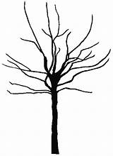 Tree Outline Printable Clipart Bare Coloring sketch template